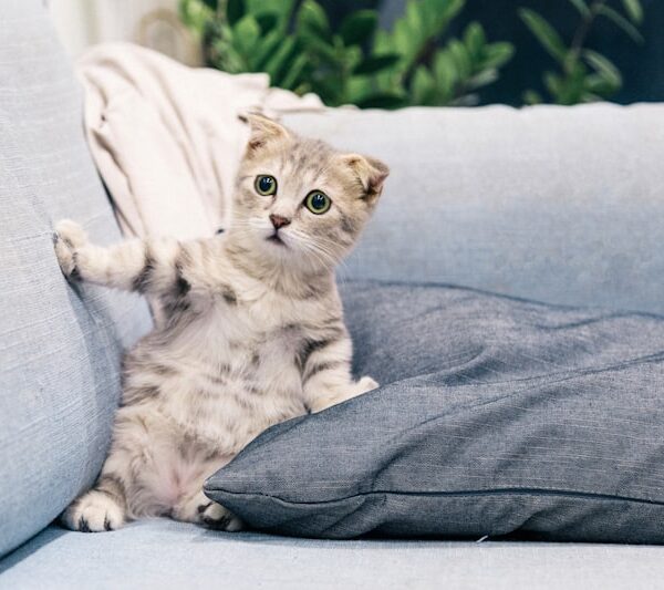 Golden Yellow Sandstone